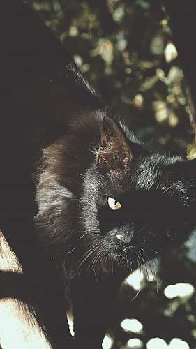 black cat short-fur black cat mammal